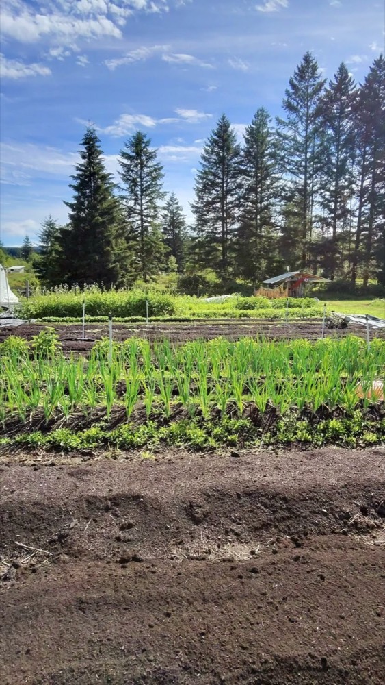 Rows of garlic and greens growing in 30-inch beds