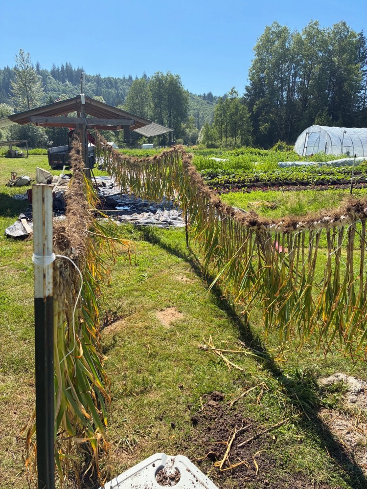 The garlic harvest hanging to cure, with the garden beds behind